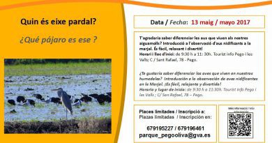 El Parc Natural de La Marjal organitza ‘Quin és eixe pardal?’ per celebrar el dia mundial de les aus migratòries