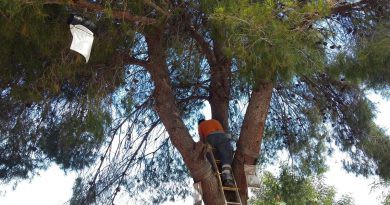 La Regidoria de Medi Ambient inicia la col·locació de trampes contra la processionària en els pins de Monte Pego