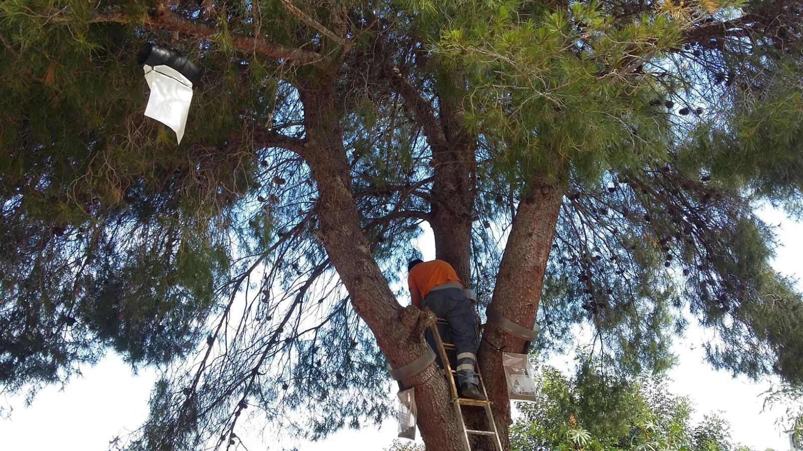 La Regidoria de Medi Ambient inicia la col·locació de trampes contra la processionària en els pins de Monte Pego