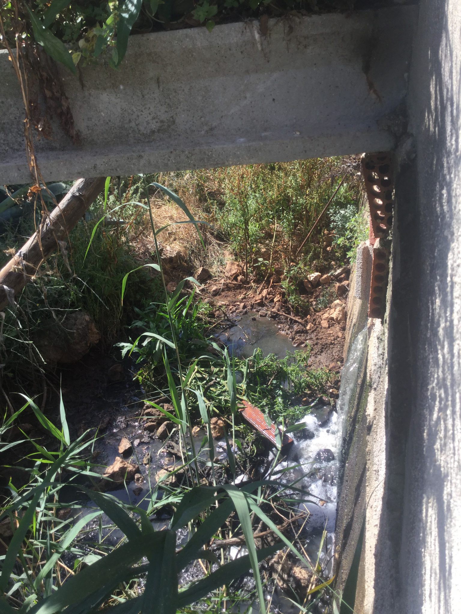 L’Associació de Veïns de Monte Pego calcula que en 2 mesos la depuradora de la urbanització ha vessat uns 500.000 litres d’aigües brutes a la Marjal i al riu Molinell