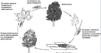 La Xylella fastidiosa arriba a la Marina Alta