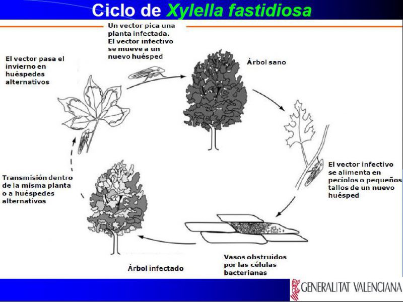 La Xylella fastidiosa arriba a la Marina Alta