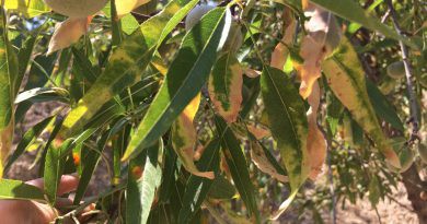 La Xylella fastidiosa s’endinsa a la Marina Alta
