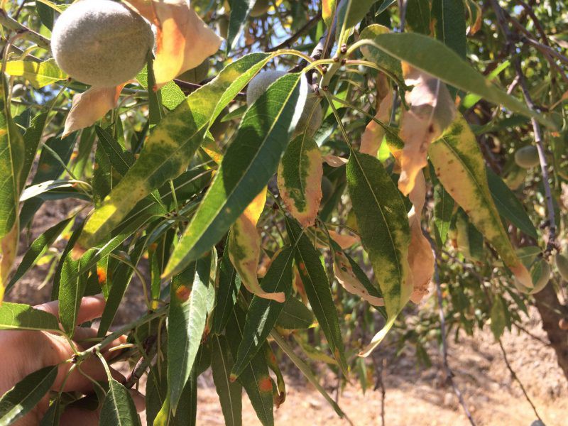 La Xylella fastidiosa s’endinsa a la Marina Alta