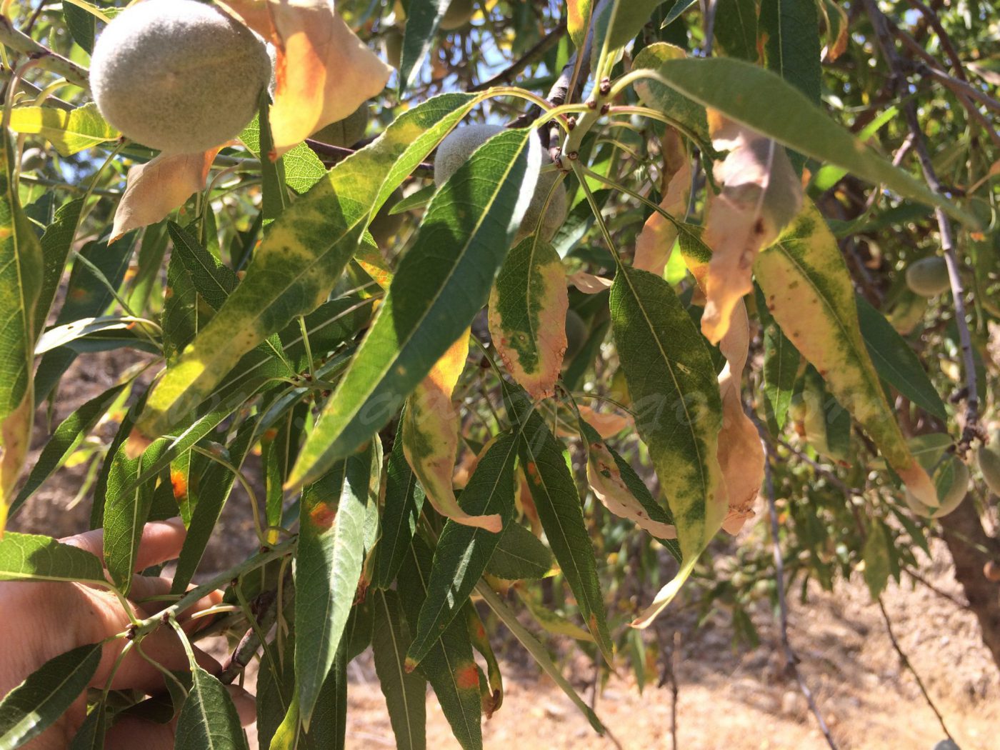 La Xylella fastidiosa s’endinsa a la Marina Alta