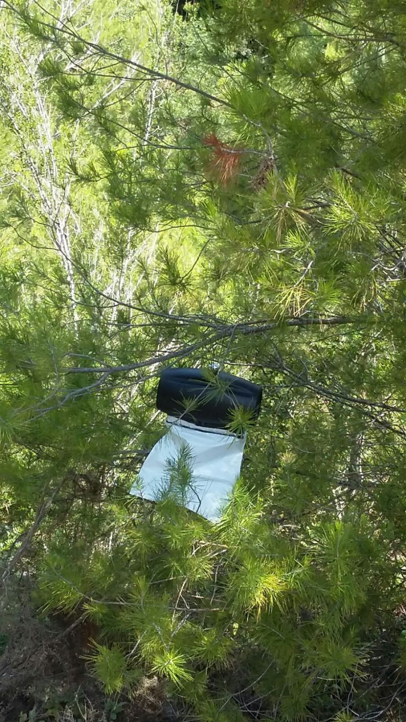 El tractament contra la processionària a Monte Pego elimina entre 30.000 i 75.000 erugues