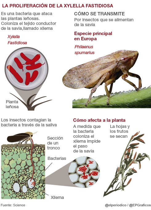 Reunió informativa sobre la Xylella Fastidiosa a Pego Reunió informativa sobre la Xylella Fastidiosa a Pego