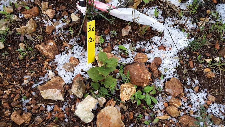 La Fundació Aquae i Sylvestris tornen a sembrar bellotes en la zona del Miserà