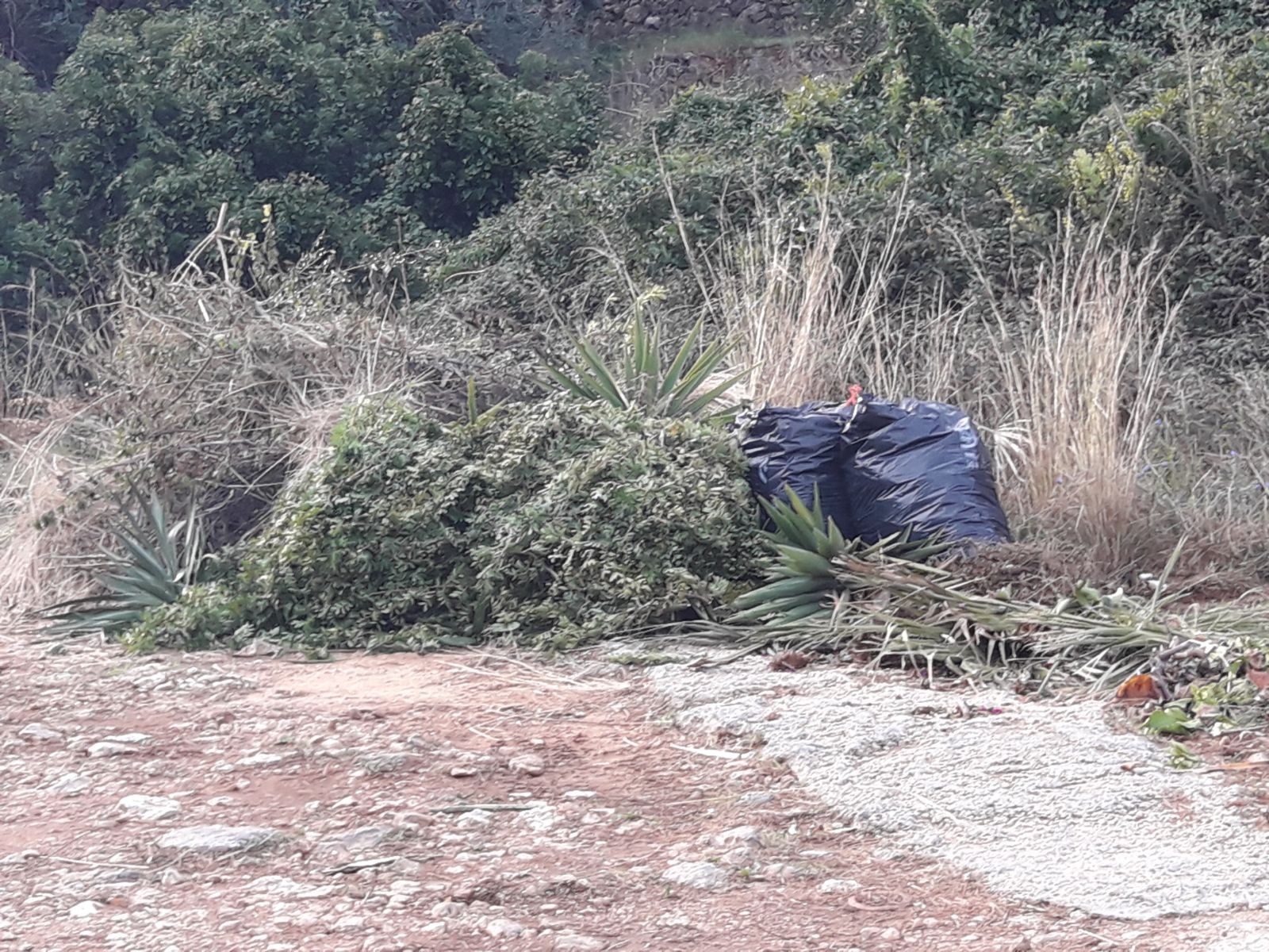 L’Ajuntament de Pego estudia com clausurar un abocador il·legal de verd a Monte Pego