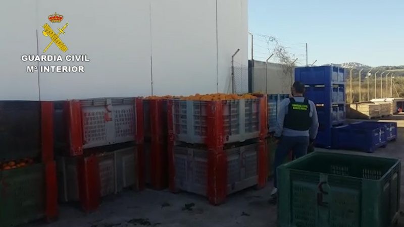 MACRO OPERACIÓ contra la falsificació de documents agrícoles (DATA): 45 detinguts i investigats entre els que hi ha veïns de Pego, Ondara, Oliva, Xeraco i Tavernes