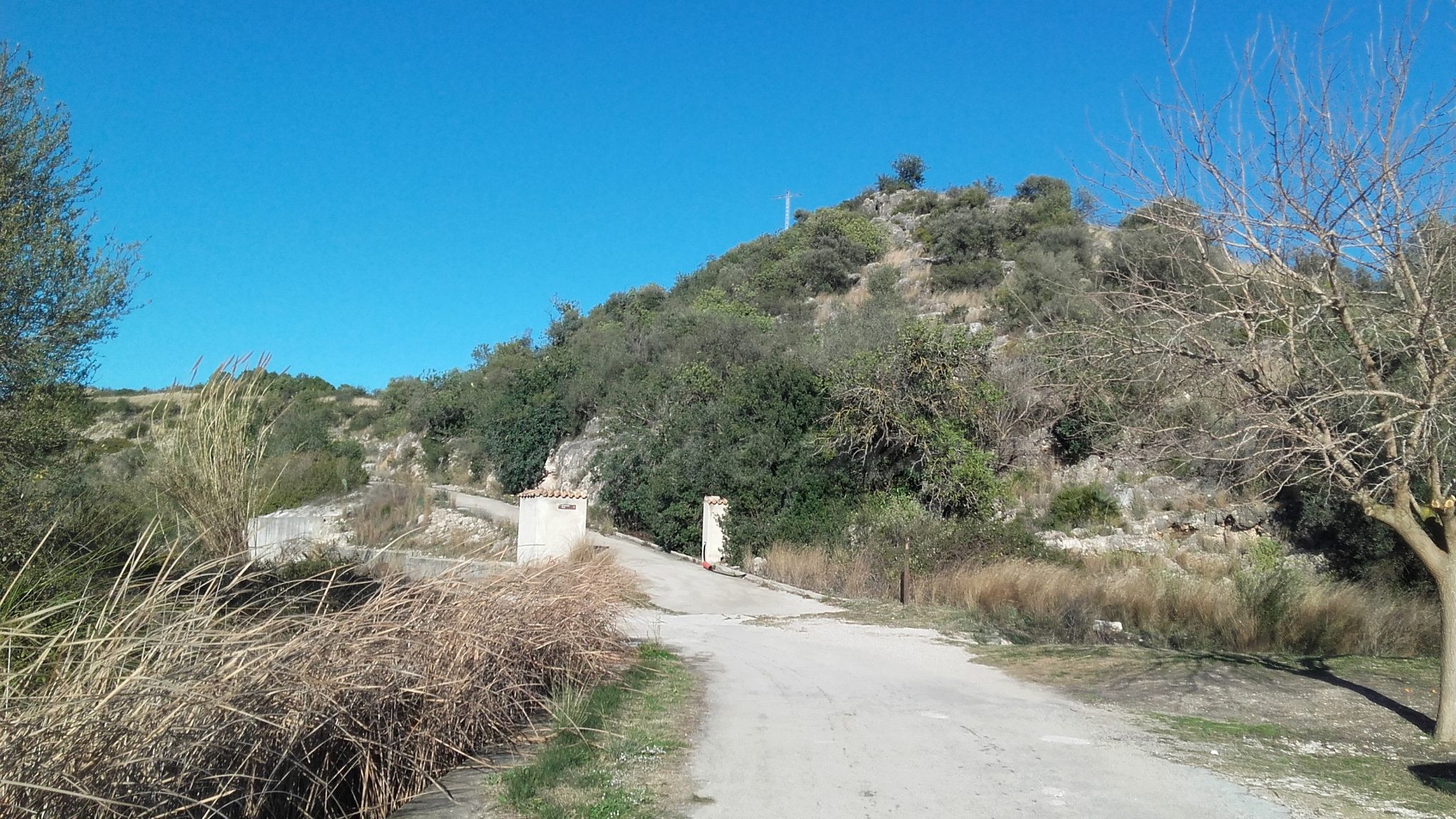 Batuda de porc senglar a la Muntanya Verda i rodalies