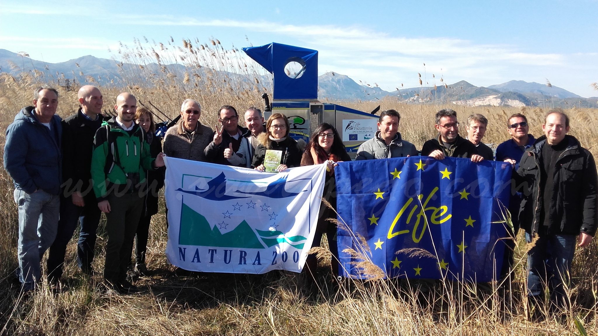 El projecte Life Paludícola permetrà crear un hàbitat adequat a la Marjal de Pego-Olvia perquè descanse la xitxarra d’aigua durant la seua migració