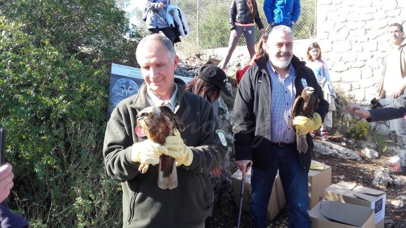 S’alliberen al parc natural de la Marjal de Pego-Oliva dos arpellots de marjal, una espècie en perill d’extinció