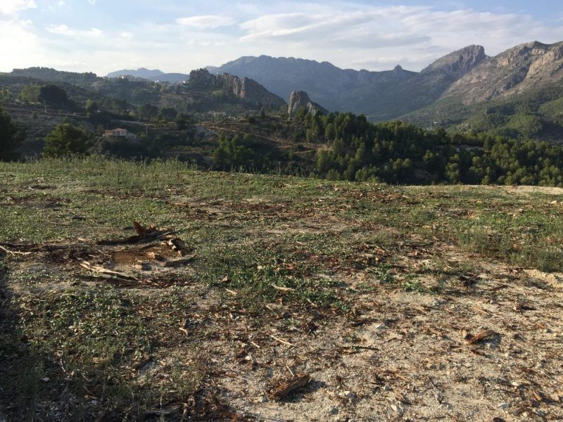 Es detecta un sisè focus de Xylella que afecta 31 parcel·les de la Marina Alta
