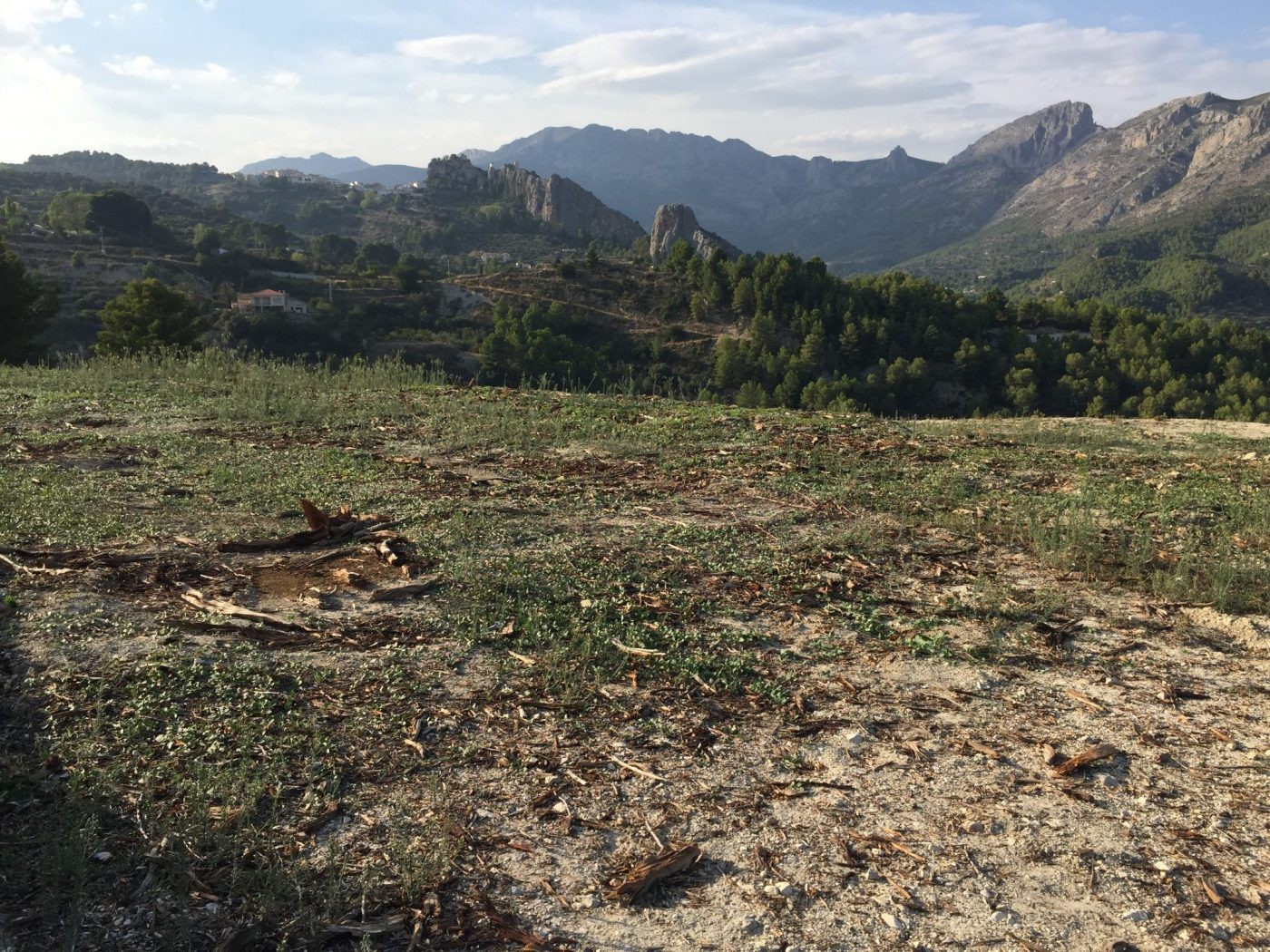 Es detecta un sisè focus de Xylella que afecta 31 parcel·les de la Marina Alta