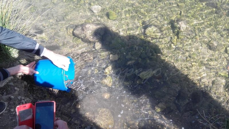 Els decomisos permeten una important solta d’anguiles al Parc Natural de la Marjal de Pego-Oliva
