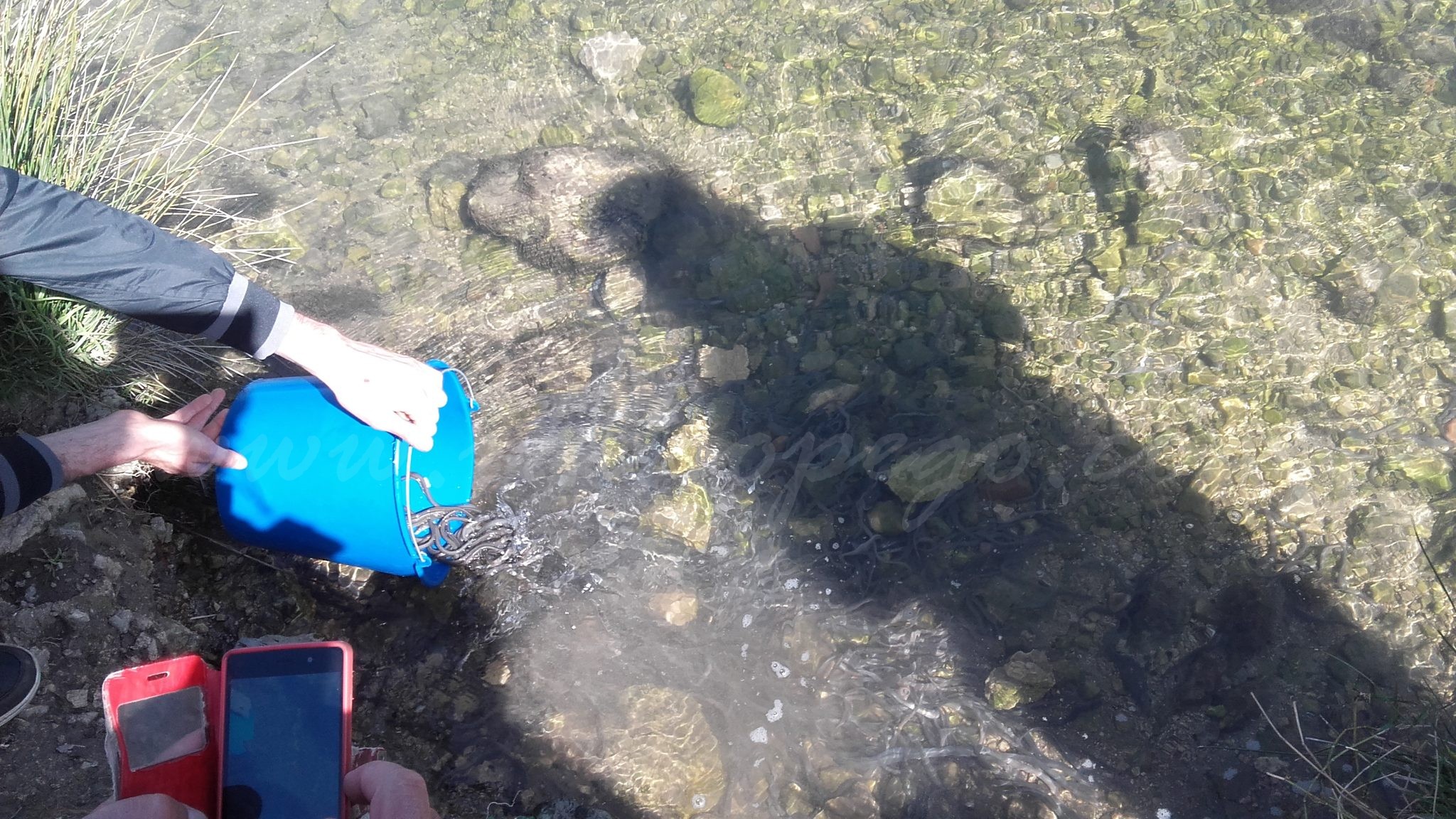 Els decomisos permeten una important solta d’anguiles al Parc Natural de la Marjal de Pego-Oliva