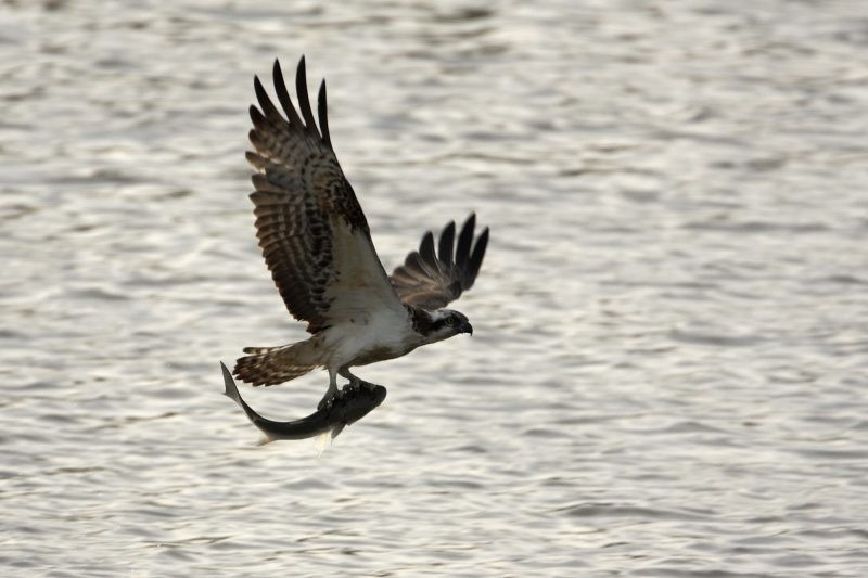 Més seguretat per a l’àguila pescadora a la Marjal de Pego-Oliva