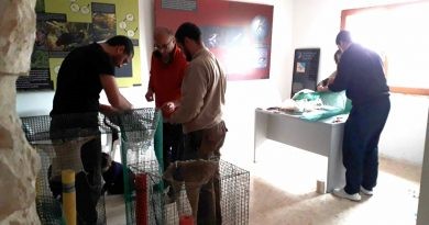 Pego Viu col·labora en el control de la població de tortugues de Florida a la Marjal