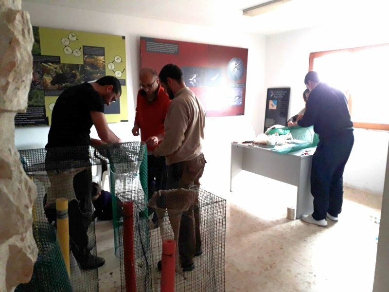 Pego Viu col·labora en el control de la població de tortugues de Florida a la Marjal