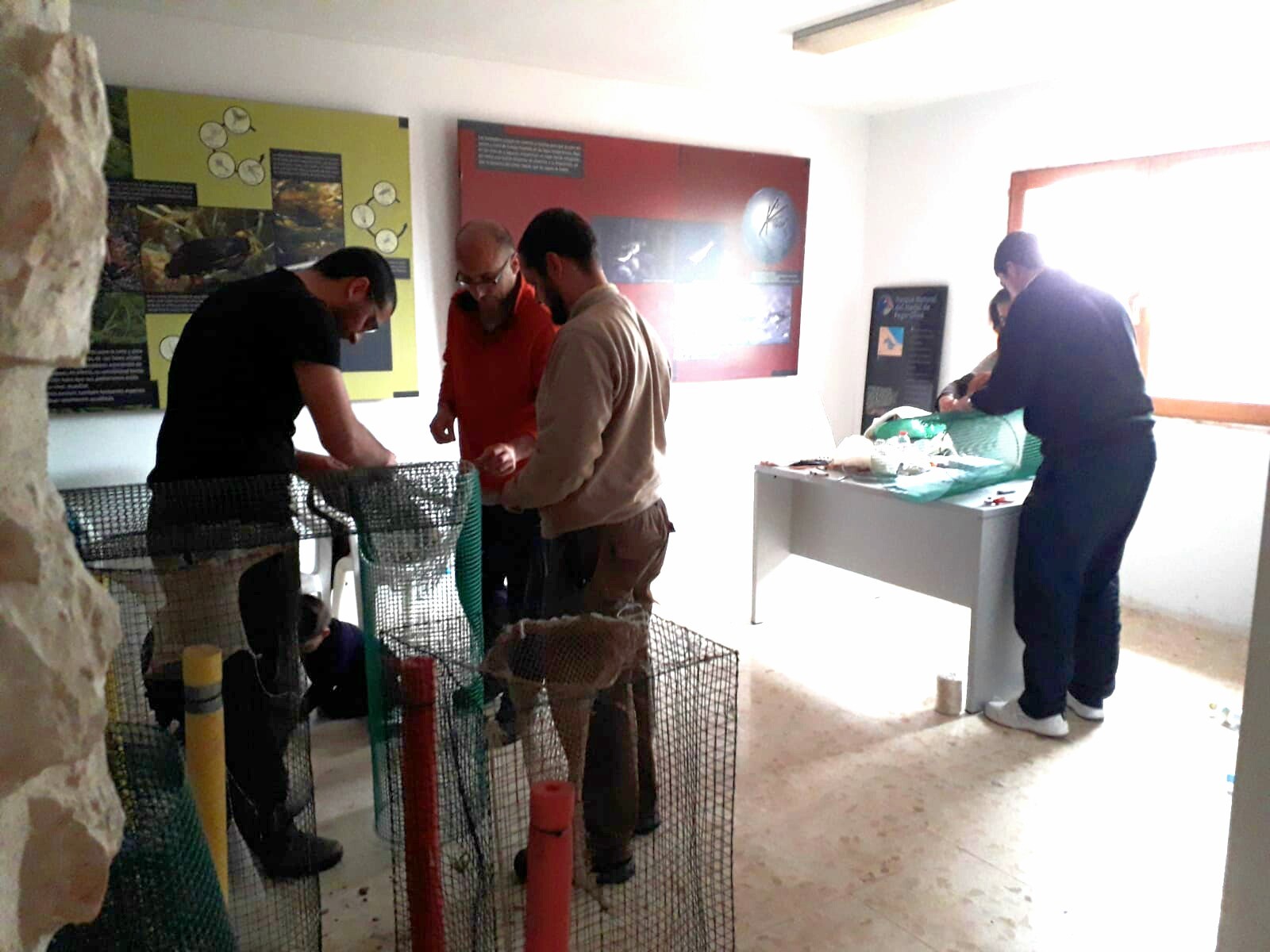 Pego Viu col·labora en el control de la població de tortugues de Florida a la Marjal