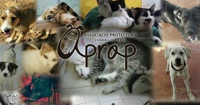 APROP centra el debat al ple municipal de Pego
