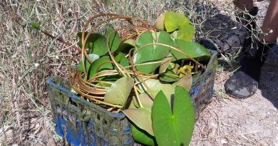 El PN de la Marjal de Pego-Oliva alberga la major població de nenúfars silvestres de tota la Comunitat Valenciana