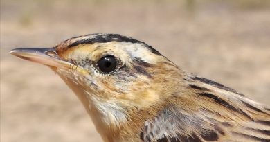 La xitxarra d’aigua, una de les aus més amenaçades del món, descansa a la Marjal de Pego-Oliva