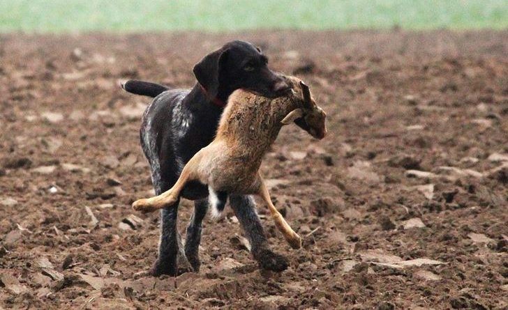 La temporada de caça començarà el 15 de juliol segons la nova orde de vedes 2018-2019