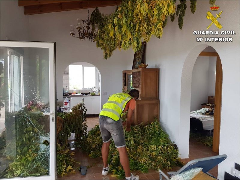 La Guàrdia Civil deté a Pego dos hòmens pel cultiu de més de 400 plantes de marihuana