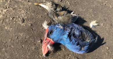 Acció Ecologista – Agró denuncia la mort d’espècies protegides al parc natural de la marjal de Pego-Oliva