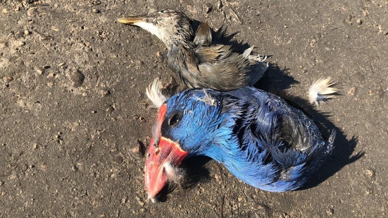 Acció Ecologista – Agró denuncia la mort d’espècies protegides al parc natural de la marjal de Pego-Oliva