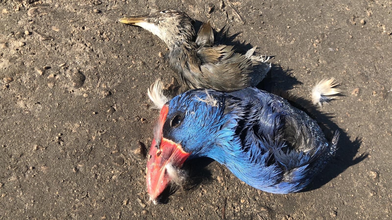 Acció Ecologista – Agró denuncia la mort d’espècies protegides al parc natural de la marjal de Pego-Oliva