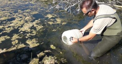 Solten 150 exemplars de samaruc al riu Racons per a reforçar la població