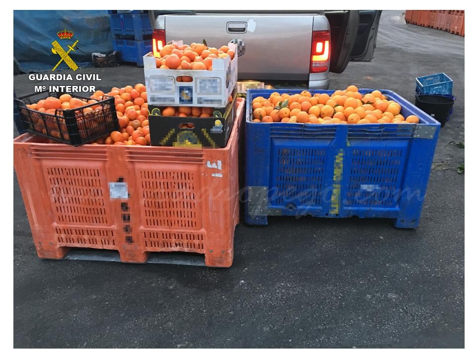 La Guàrdia Civil de Calp imputa a 58 persones per delictes de falsificació de documents agrícoles