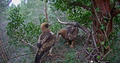 Dos pollets d’Àguila pescadora arribaran demà a la Marjal