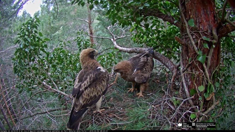 Dos pollets d’Àguila pescadora arribaran demà a la Marjal