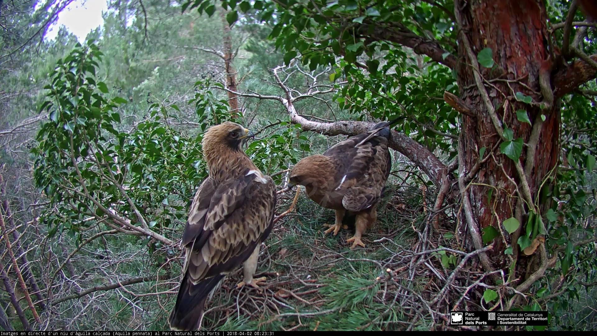 Dos pollets d’Àguila pescadora arribaran demà a la Marjal
