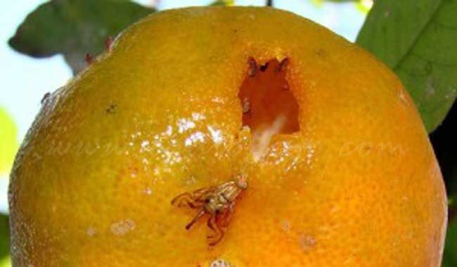 Comença la campanya contra la mosca de la fruita