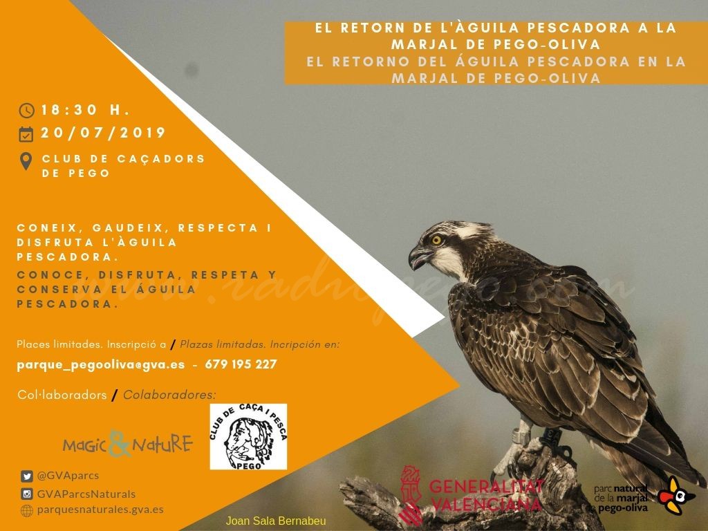 Xerrada «El retorn de l’àguila pescadora a la Marjal de Pego-Oliva»