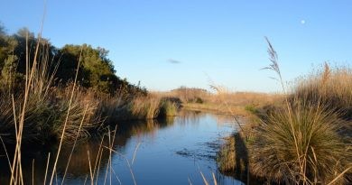 La Regidoria de Medi Ambient procedeix a retirar una part de la línia elèctrica de la Marjal Pego-Oliva per la reintroducció de l’Àguila Pescadora