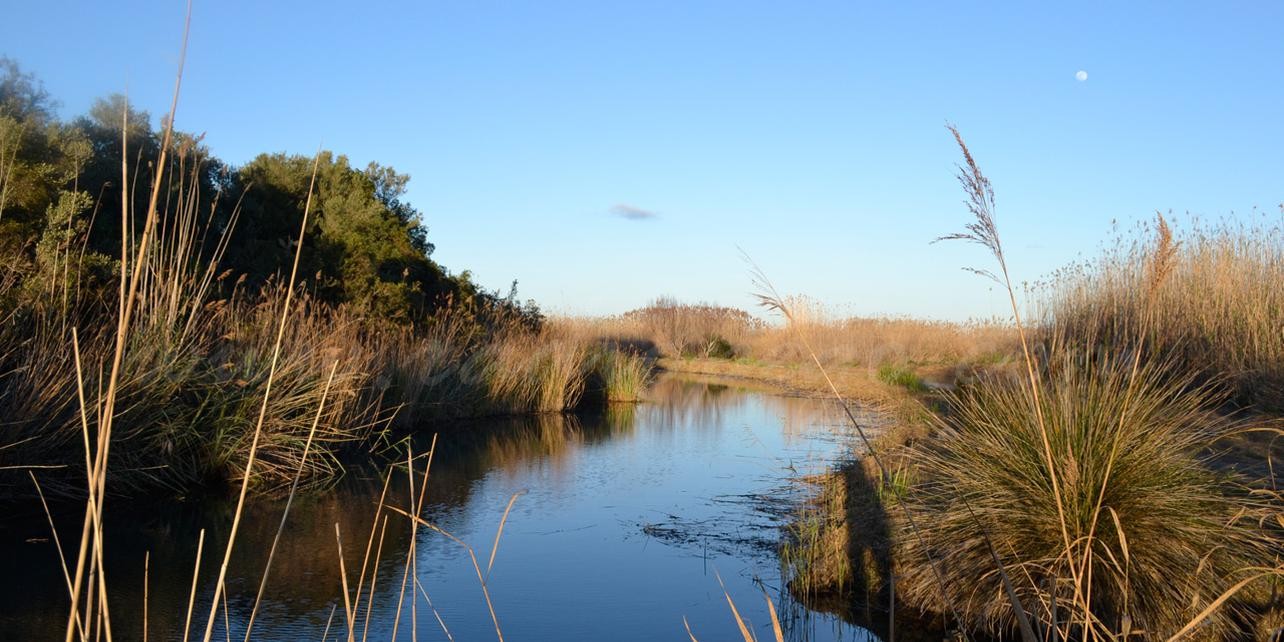 La Regidoria de Medi Ambient procedeix a retirar una part de la línia elèctrica de la Marjal Pego-Oliva per la reintroducció de l’Àguila Pescadora