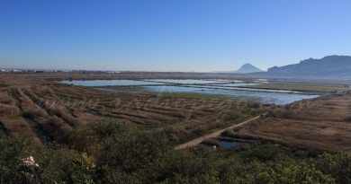 S’obri el període de petició de les ajudes incloses en la sol·licitud única de la Política Agrícola Comú de la GVA