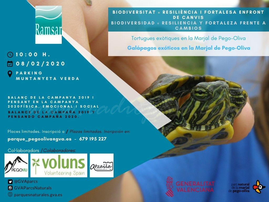 Tortugues exòtiques a la Marjal de Pego-Oliva