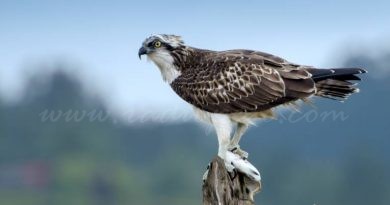 L’àguila anomenada Marina ha mort a l’Albufera