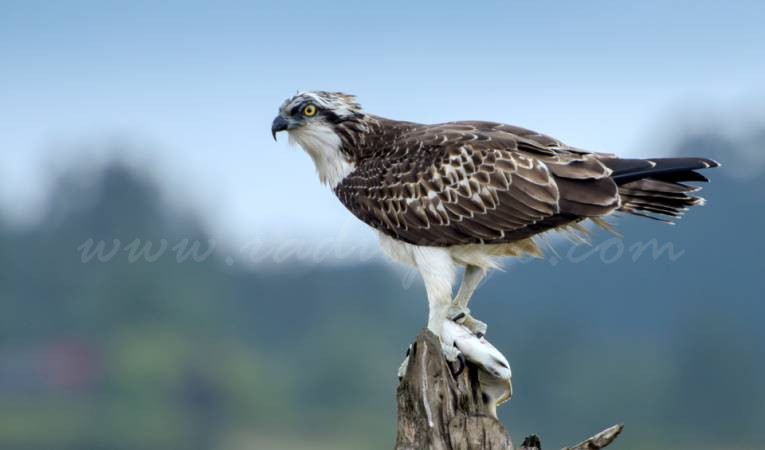 L’àguila anomenada Marina ha mort a l’Albufera