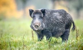 Diumenge hi haurà una batuda diürna de porc senglar a la Marjal Diumenge hi haurà una batuda diürna de porc senglar a la Marjal