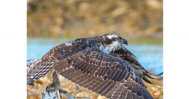 Una nova àguila pescadora per a la Marjal en el Dia del Medi Ambient