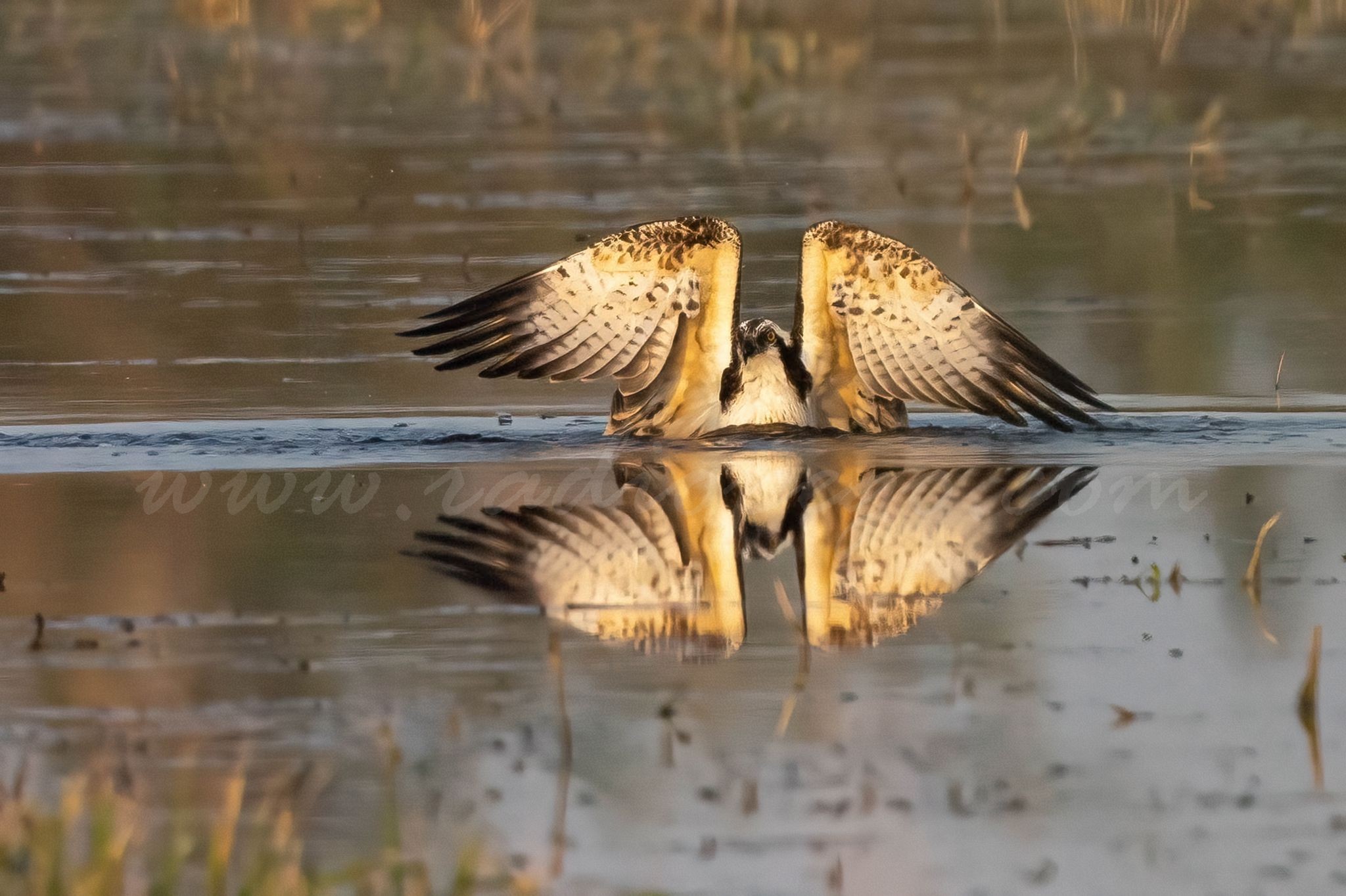 20 nous pollets d’àguila pescadora arribaran a la comarca en 2022