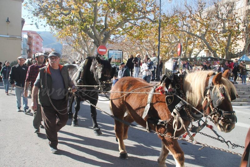Enguany no es plantarà el pi per Sant Antoni i el Mig Any de Moros i Cristians ha estat ajornat